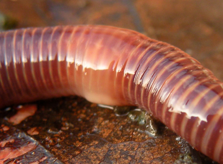 Eisenia fetida